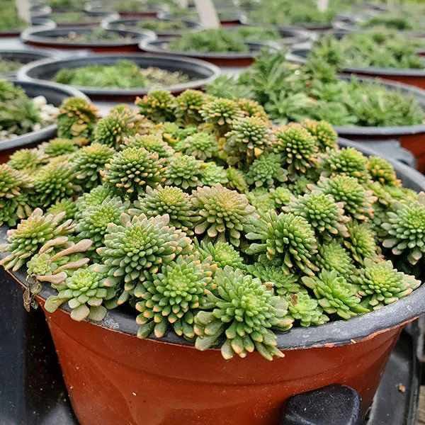 Cliff Stonecrop (Sedum glaucophyllum)